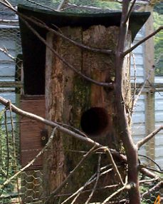 Amethyst Starling nest