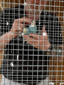 Budgies 