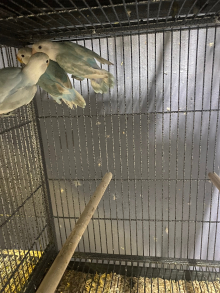 Various colours of Fishers lovebirds