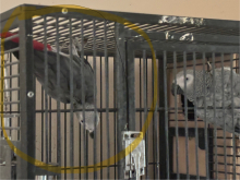 Male African Grey Breeding Bird - WILD