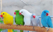 WANTED RINGNECKS OR RINGNECK BABIES