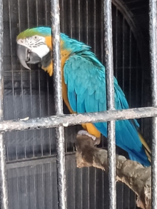 Parent reared Blue and Gold Macaw