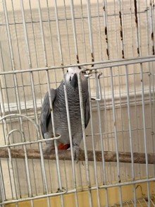 African grey hen breeding bird