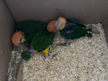 three hand reared caiques (ONE LEFT)