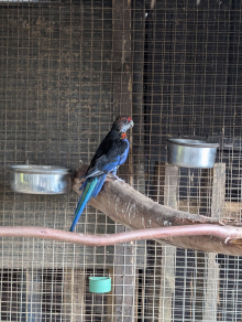Pair GMRs