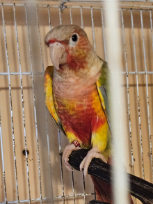 Male dna conures