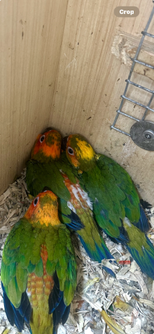 RED mutation sun conures 