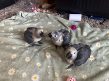 3 hand reared african greys available