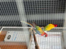 Mutation rosellas 