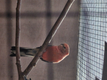 Bourkes Elegants Turqs 