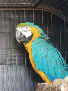 Parent reared Blue and Gold Macaw