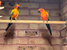 Various Parrots