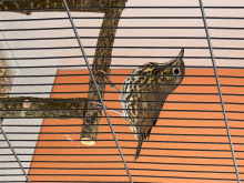 Mutation Song Thrush pairs 