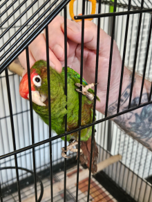 Tame rose crowned conure