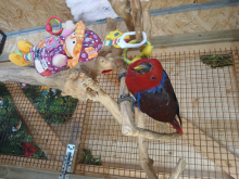 ECLECTUS