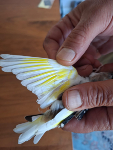 Native goldfinch 