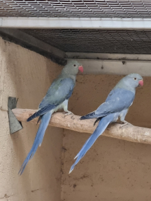 MUTATION RINGNECKS 
