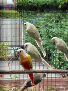 Mutation Green Cheek Conures