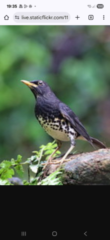Japanese thrushes