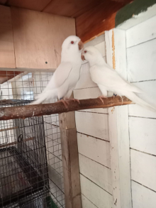 Albino Quakers 