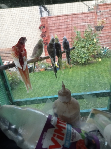 Lutino and Rubino Eastern Rosellas 
