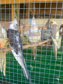 2025 Cockatiels 