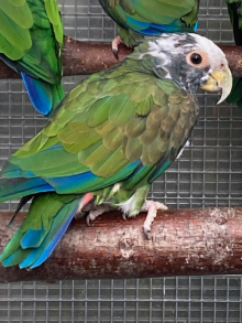 White Capped PIONUS Proven Hen 
