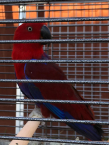 Solomon Eclectus hen proven bird