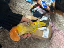 Hand Reared Yellow Thighed Caique