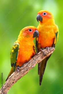 Sun conure male or pair