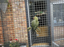 Violet  green ringneck