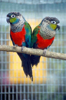 CRIMSON BELLIED  CONURE PAIR'S 