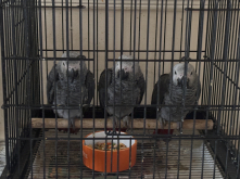 African grey baby ready in 2 weeks