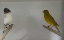 Irish Fancy Canaries 