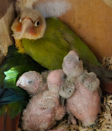 Baby conures 