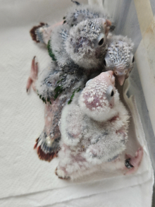 Hand reared baby conures
