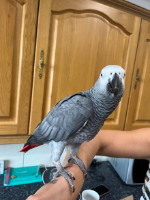 Silly  tame African grey 11 months old 