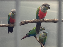 Conures