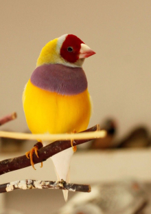 yellow gouldian wanted