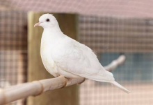 Java dove male 