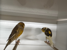 Yorkshire Canary pairs 