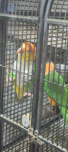 Green-thighed Caquie 