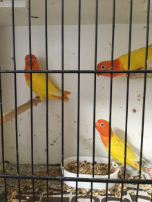 WANTED OPALINE FISCHER, lutino,cremeino,