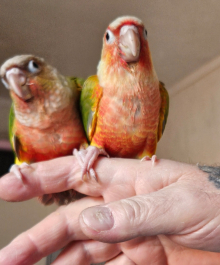 Hand reared baby conures