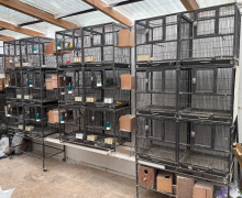 Bird Breeding Cage Unit