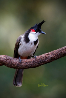 Wanted Red wiskered bulbul