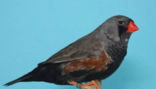 Eumo Zebra finches 