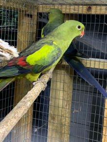 Hen rock Pebbler 