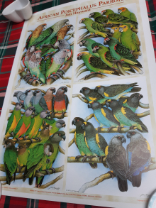 Poicephalus Print