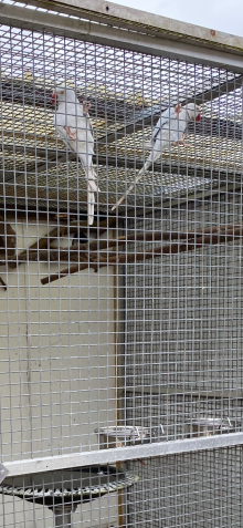 Ringneck 